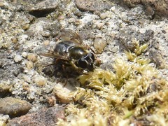 Cheilosia caerulescens