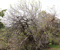 Ficus carica carica