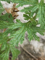 Glandularia tumidula