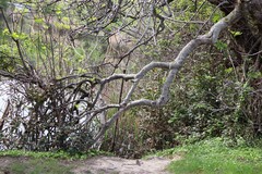 Ficus carica carica