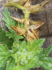 Glandularia tumidula