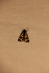 Arctia villica konewkaii