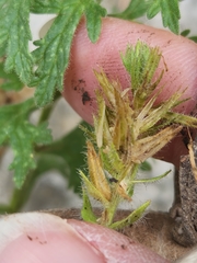 Glandularia tumidula