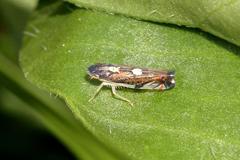 Diedrocephala variegata