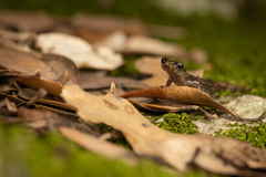 Speleomantes genei