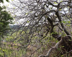 Ficus carica carica