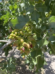 Pistacia vera