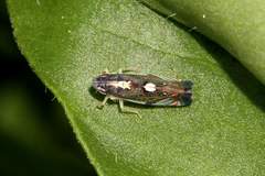 Diedrocephala variegata