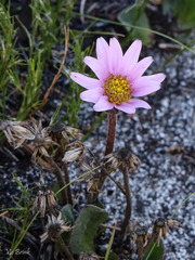 Mairia coriacea