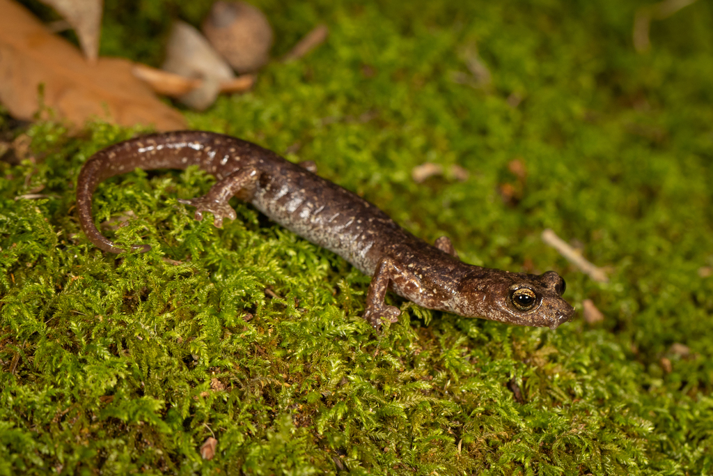 Gene's Cave Salamander