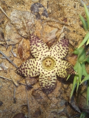 Orbea longidens