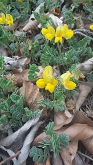 Coronilla vaginalis
