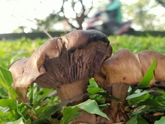 Fungi