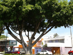 Ficus retusa