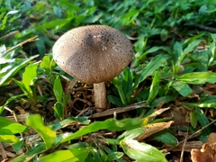 Fungi