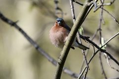 Fringilla coelebs