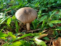 Fungi