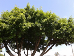 Ficus retusa