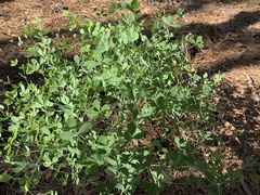 Baptisia lecontei