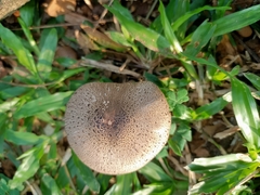 Fungi