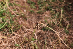 Arctia villica konewkaii