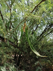 Prosopis odorata