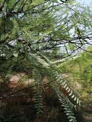 Prosopis odorata