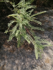 Prosopis odorata