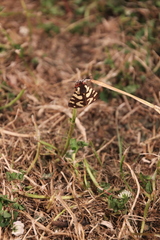 Arctia villica konewkaii