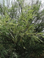 Prosopis odorata