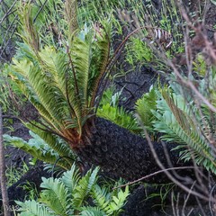Blechnum capense