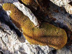Hypodontium