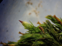 Orthotrichum stramineum