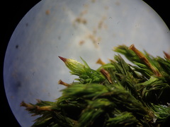 Orthotrichum stramineum