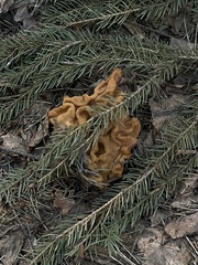 Gyromitra gigas