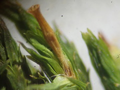Orthotrichum stramineum