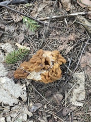 Gyromitra gigas