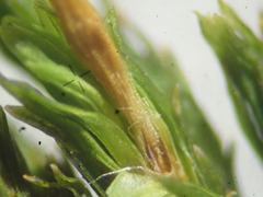 Orthotrichum stramineum