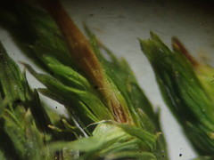 Orthotrichum stramineum