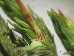 Orthotrichum stramineum