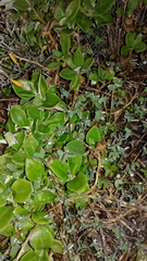 Tetragonia implexicoma