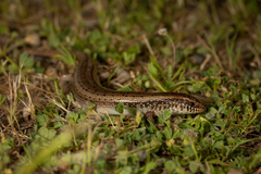 Chalcides ocellatus tiligugu