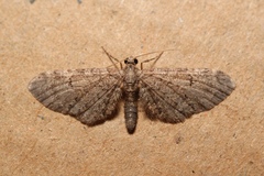 Eupithecia ultimaria