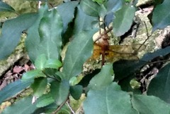 Neurocordulia xanthosoma