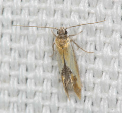 Batia lunaris
