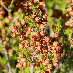 Erica multumbellifera