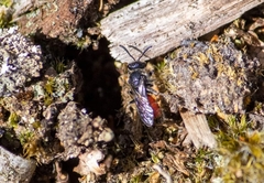 Sphecodes gibbus