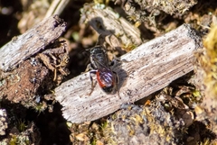 Sphecodes gibbus
