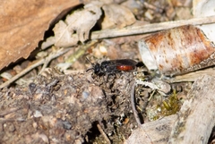 Sphecodes gibbus