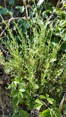Eriogonum parvifolium